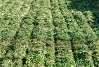 Un bon compactage assure la qualité de l’ensilage