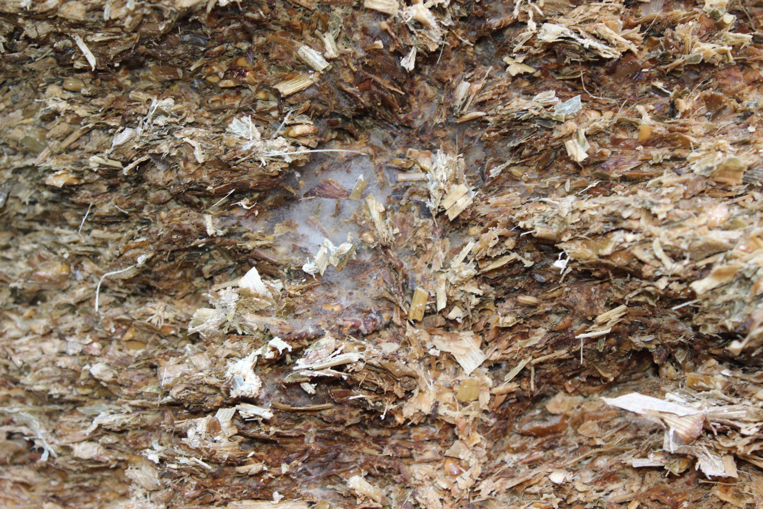 Door een losgehaald oppervlak kan er witgrijze schimmel in het kuilvoer ontstaan.