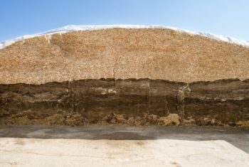 Smooth cut surface bunker silo sandwich silage