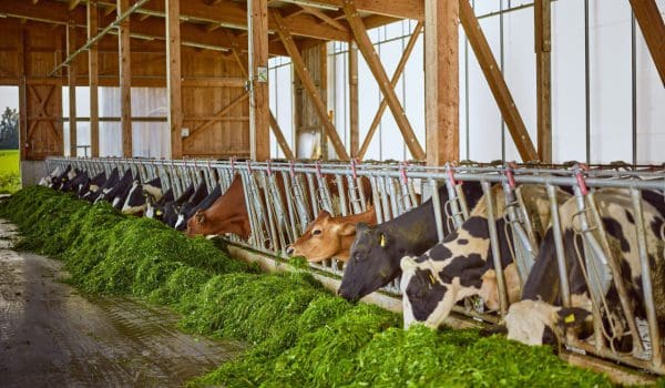 FEED MASTER - Familie Haselgruber, Lengau - Milchvieh frisst Frischfutter